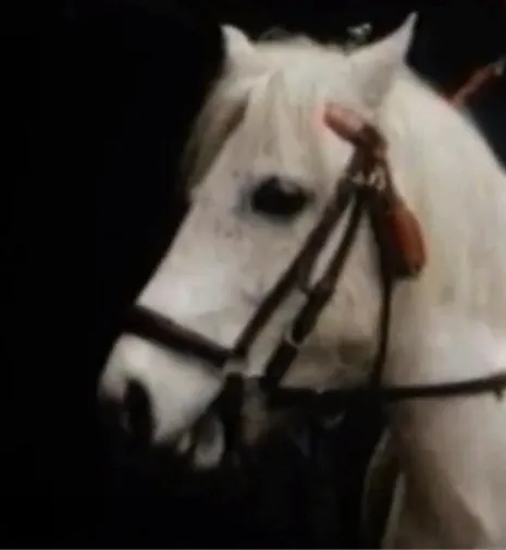 Cavalo branco com rédeas de couro em fundo escuro
